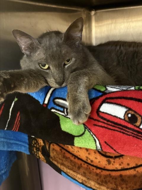 GRUNDLE, Adult Domestic Short Hair / Mixed (short coat), cat for adoption in League City, Texas