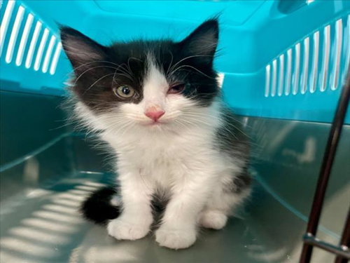 TORTORO, Baby Domestic Long Hair / Mixed (long coat), cat for adoption in League City, Texas