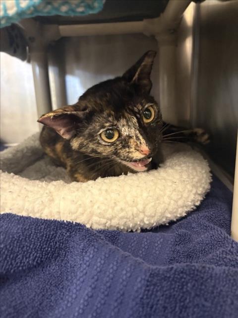 HONEY, Adult Domestic Short Hair / Mixed (short coat), cat for adoption in League City, Texas