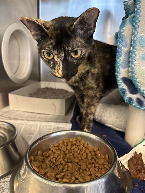HONEY, Adult Domestic Short Hair / Mixed (short coat), cat for adoption in Friendswood, Texas