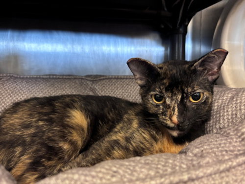 HONEY, Adult Domestic Short Hair / Mixed (short coat), cat for adoption in League City, Texas