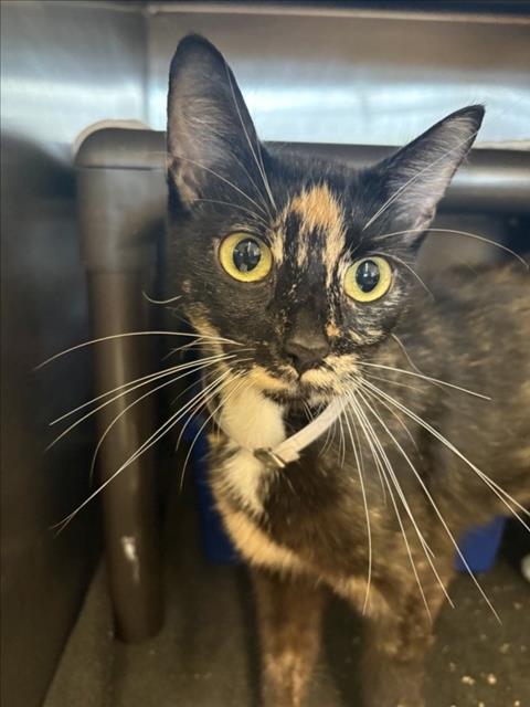 OCEAN, Adult Domestic Short Hair (medium coat), cat for adoption in League City, Texas