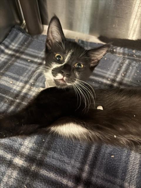 TIKI, Baby Domestic Short Hair (short coat), cat for adoption in League City, Texas