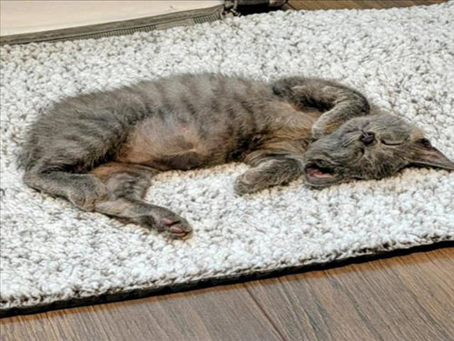 BUBU
