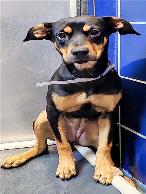 MARGE, an adoptable Miniature Pinscher in Houston, TX