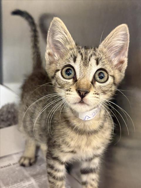 RIVER, Baby Domestic Short Hair / Mixed (short coat), cat for adoption in League City, Texas