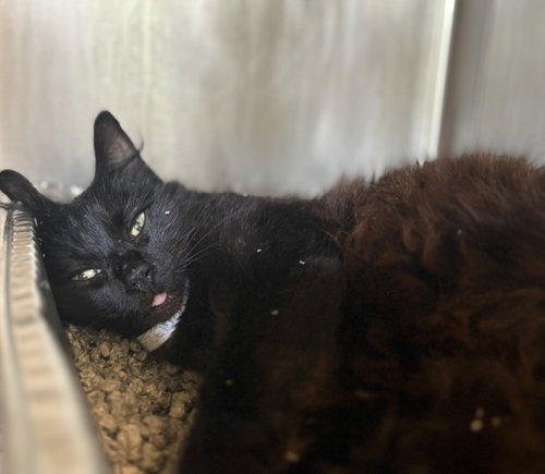 DAWN, Adult Domestic Short Hair / Mixed (long coat), cat for adoption in League City, Texas