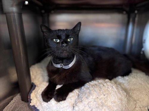 DAWN, Adult Domestic Short Hair / Mixed (long coat), cat for adoption in League City, Texas