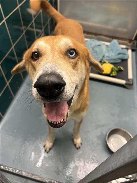 JASPER, an adoptable Akita in Houston, TX