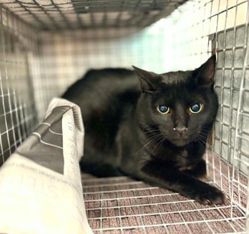 BENJAMIN, Adult Domestic Short Hair / Mixed (medium coat), cat for adoption in Pearland, Texas