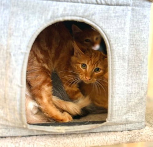 SUNRAY, Baby Domestic Short Hair / Mixed (medium coat), cat for adoption in Pearland, Texas
