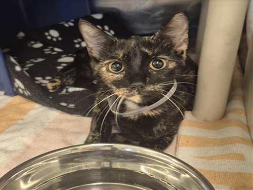 DORA, Young Domestic Short Hair / Mixed (short coat), cat for adoption in League City, Texas