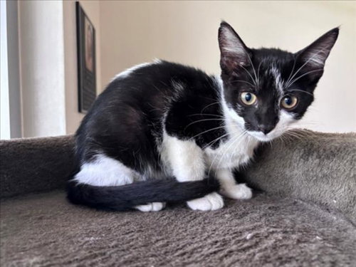 BUNNY, Baby Domestic Short Hair / Mixed (short coat), cat for adoption in League City, Texas