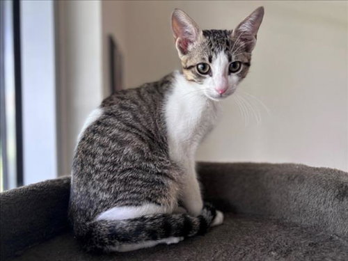 SILVER, Baby Domestic Short Hair / Mixed (short coat), cat for adoption in League City, Texas