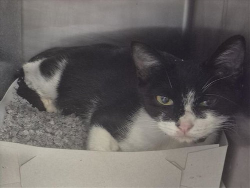 SANDY DEE, Adult Domestic Short Hair / Mixed (short coat), cat for adoption in Friendswood, Texas
