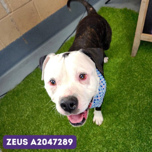 ZEUS