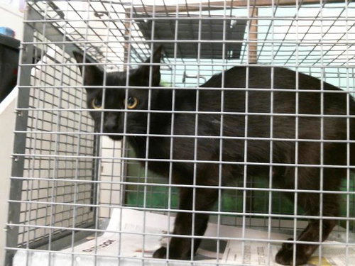 MARLA, Young Domestic Short Hair / Mixed (short coat), cat for adoption in Pearland, Texas