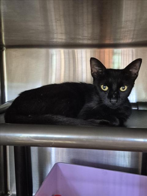 MARLA, Young Domestic Short Hair / Mixed (short coat), cat for adoption in Friendswood, Texas