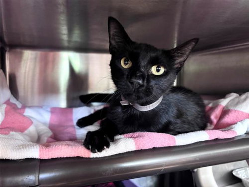 MARLA, Young Domestic Short Hair / Mixed (short coat), cat for adoption in League City, Texas
