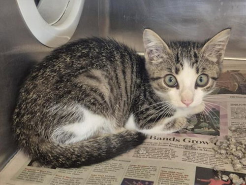 COSMO, Baby Domestic Medium Hair / Mixed (medium coat), cat for adoption in Friendswood, Texas