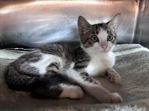 COSMO, Baby Domestic Medium Hair / Mixed (medium coat), cat for adoption in League City, Texas