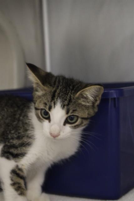 COSMO, Baby Domestic Medium Hair / Mixed (medium coat), cat for adoption in Texas City, Texas