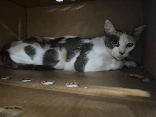 CHLOE, Adult Domestic Short Hair / Mixed (short coat), cat for adoption in Friendswood, Texas