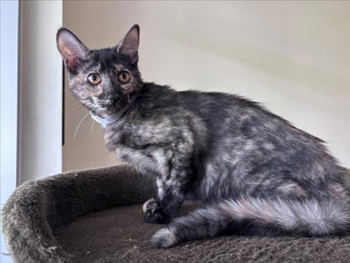 AZURA, Baby Domestic Short Hair / Mixed (medium coat), cat for adoption in League City, Texas