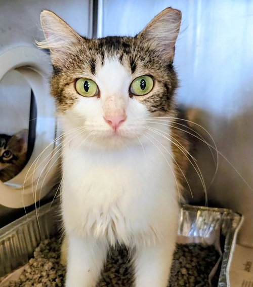 GABBY, Adult Domestic Medium Hair / Mixed (long coat), cat for adoption in League City, Texas