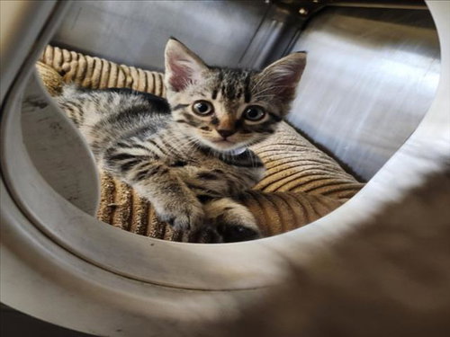 ELIO, Baby Domestic Short Hair / Mixed (short coat), cat for adoption in League City, Texas