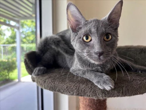 ZEPHYR, Baby Domestic Short Hair / Mixed (medium coat), cat for adoption in League City, Texas