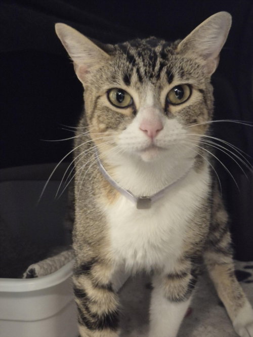 ECHO, Young Domestic Short Hair / Mixed (short coat), cat for adoption in Friendswood, Texas