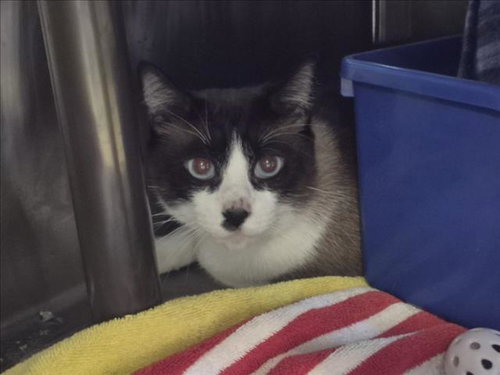 CHOCOLATE, Adult Domestic Short Hair / Mixed (medium coat), cat for adoption in Friendswood, Texas