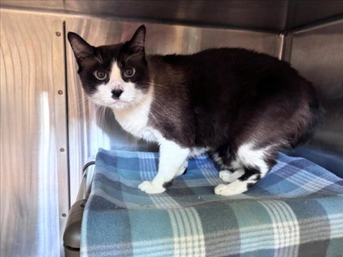 CHOCOLATE, Adult Domestic Short Hair / Mixed (medium coat), cat for adoption in League City, Texas