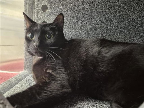 SQUEEKY, Adult Domestic Short Hair / Mixed (medium coat), cat for adoption in League City, Texas