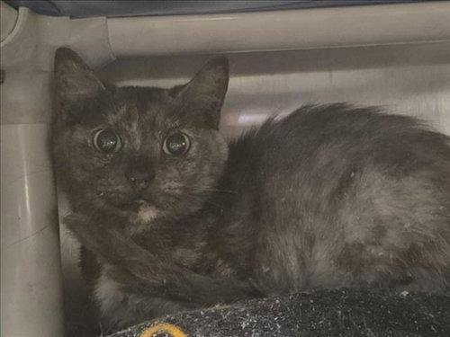 AMELIA, Adult Domestic Short Hair / Mixed (medium coat), cat for adoption in League City, Texas