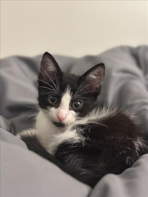 Oreo