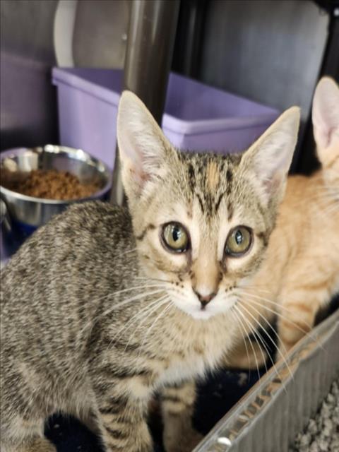 SUNFYRE, Baby Domestic Short Hair / Mixed (short coat), cat for adoption in League City, Texas