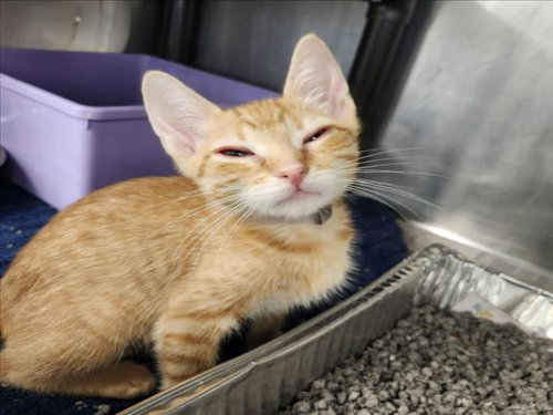 CALYPSO, Baby Domestic Short Hair / Mixed (short coat), cat for adoption in League City, Texas