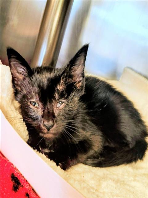 SIMON, Baby Domestic Short Hair / Mixed (short coat), cat for adoption in League City, Texas