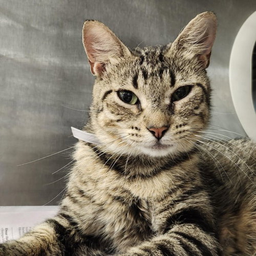 ARYA, Young Domestic Short Hair / Mixed (short coat), cat for adoption in League City, Texas