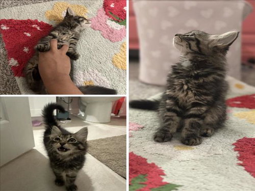 BRIENNE, Baby Domestic Short Hair / Mixed (medium coat), cat for adoption in Friendswood, Texas