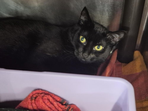 RAVEN, Adult Domestic Short Hair / Mixed (short coat), cat for adoption in Friendswood, Texas
