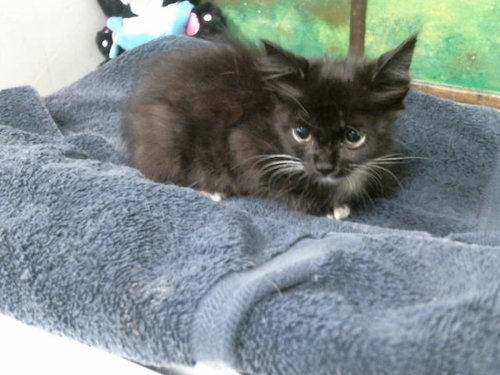 SALEM