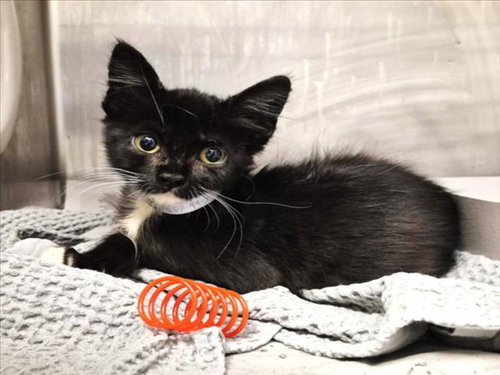 SALEM, Baby Domestic Short Hair / Mixed (short coat), cat for adoption in Friendswood, Texas