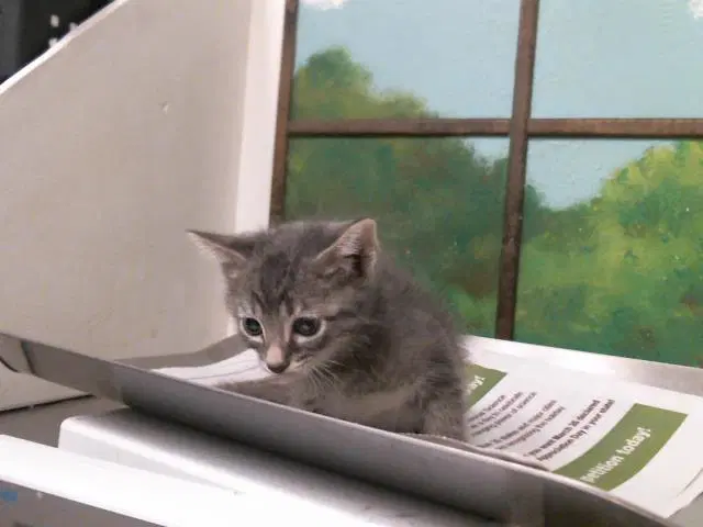 Sabo - Domestic Short Hair