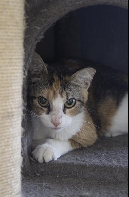 NAMI, Adult Domestic Short Hair / Mixed (short coat), cat for adoption in Texas City, Texas