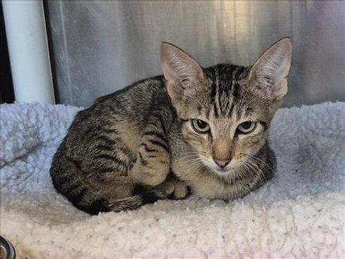 NEZUKO, Baby Domestic Short Hair / Mixed (short coat), cat for adoption in Friendswood, Texas