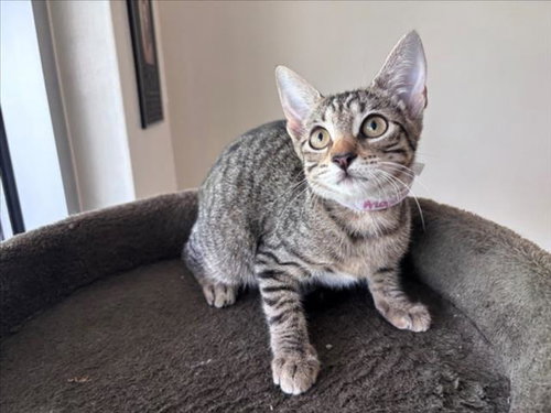 NEZUKO, Baby Domestic Short Hair / Mixed (short coat), cat for adoption in League City, Texas