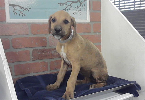 PUPPY 1